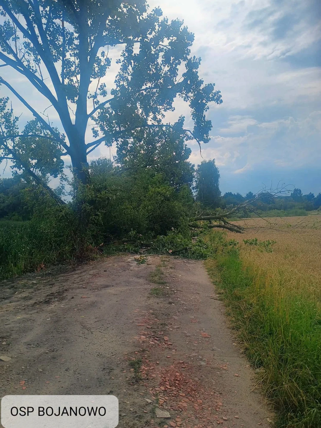 Powalone drzewo w Zaborowicach – interwencja straży pożarnej