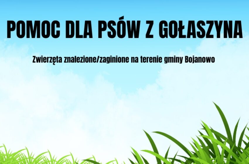  Sterylizacja i Kastracja Psów z Gołaszyna: Sukces Akcji i Apel o Dalszą Pomoc